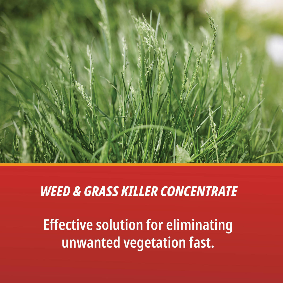 1 Gallon Weed & Grass Killer Concentrate I419